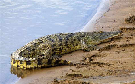 WildLife: African Nile Crocodile Fatcs Photos 2013