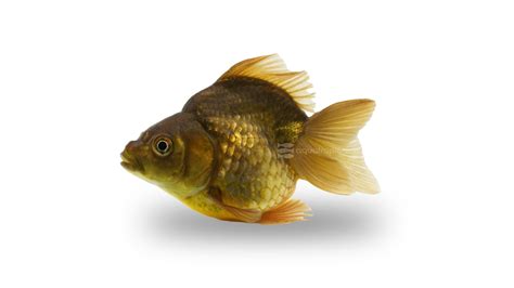 Green Short Tail Ryukin Goldfish - Quality Marine