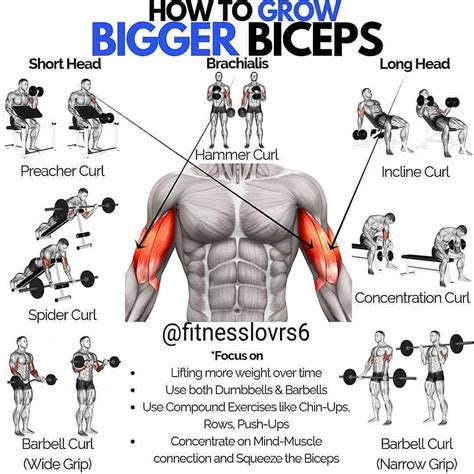 Ⓜ️ Growing Bigger Biceps by @fitnesslovrs6 ⠀ If you want a pair of jaw-dropping biceps, you need ...