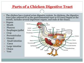 Chicken Digestive System Diagram