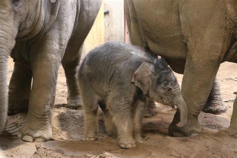 Zoo Osnabrück: Elefantenbulle Yaro hat das Licht der Welt erblickt! - OSKURIER