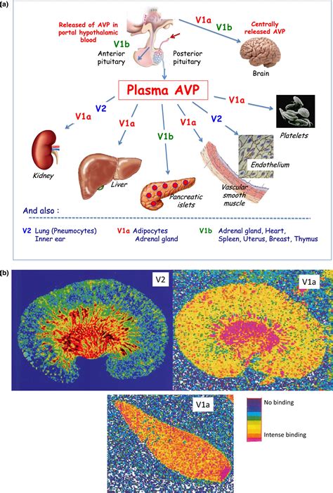 Vasopressin: physiology, assessment and osmosensation - Bankir - 2017 ...