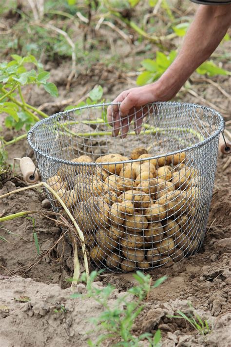 Bio,potato,harvest,basket,nature - free image from needpix.com