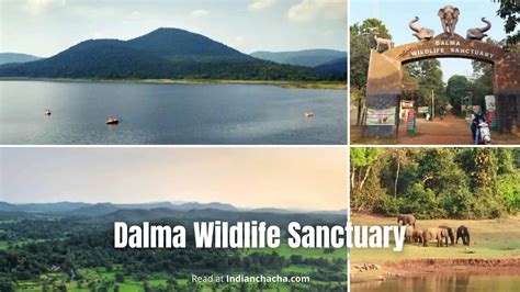 Dalma Wildlife Sanctuary, Jamshedpur (Visit In 2024)