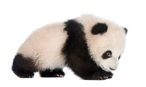 Premium Photo | Baby, young, giant panda, ailuropoda melanoleuca on a white isolated