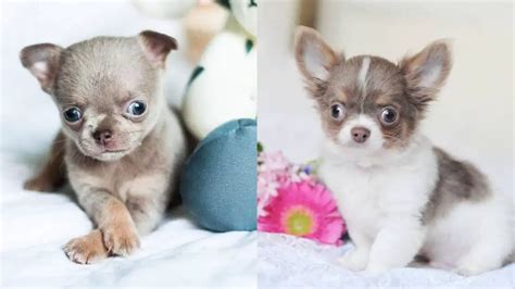 Teacup Chihuahua - 15 Amazing Facts and Personality Traits