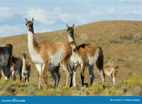 Wild Guanacos of Patagonia stock image. Image of argentina - 5316571