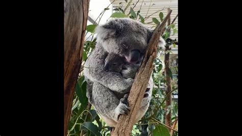 Mama koala cuddling her sleeping baby makes for a delightful watch ...