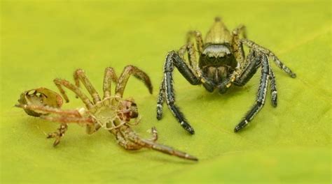 Spider Ecology: Taking A Look At Molting, Mimicry | Earth Life