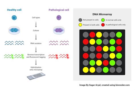 DNA Microarray- Definition, Principle, Procedure, Types