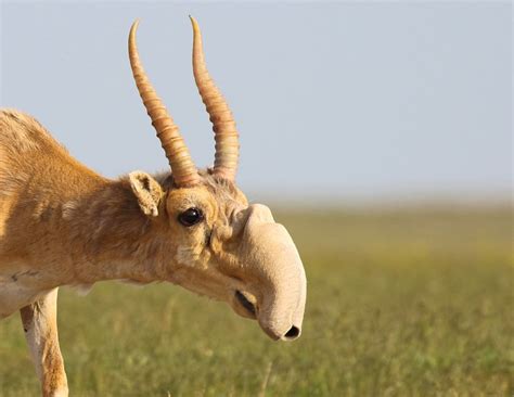 New Dates For Wild Saiga Trip, End Of May 2019 – Mammal Watching