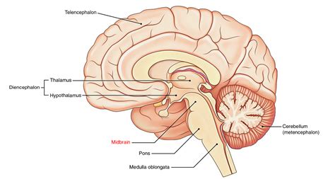 Midbrain – Earth's Lab