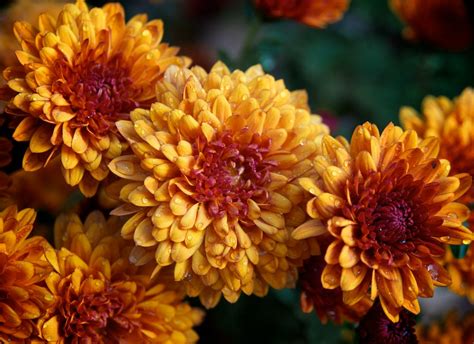 Birth Flowers: November - chrysanthemums - Growing Family