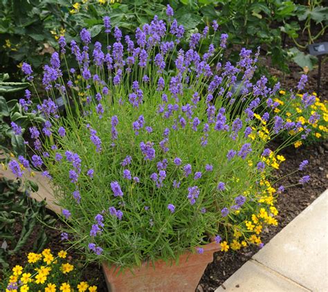 Lavender Plant Care: It Needs a Little Bit of Time and Expertise ...