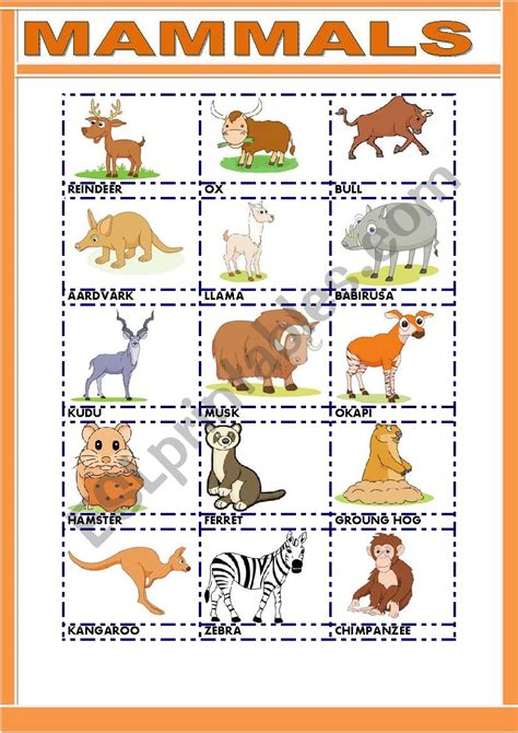 Printable Mammal Worksheets For Kindergarten