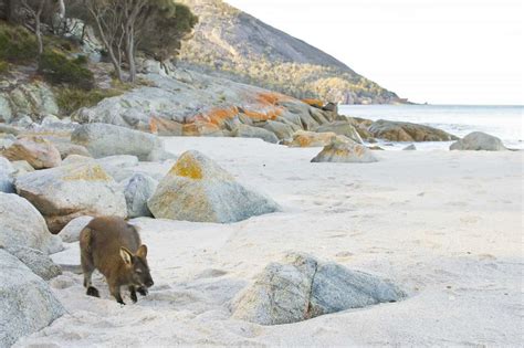 Wineglass Bay | Tourist Attractions | Discover Tasmania