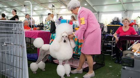 Westminster Dog Show 2023: Photos From Behind the Scenes - The New York ...