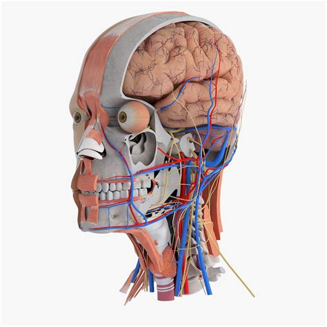 Human Head Anatomy Model