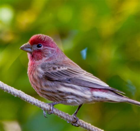 Purple Finch | State Symbols USA