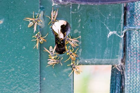 Yellow Jacket Nest Removal Dos and Don'ts | ABC Humane Wildlife Control ...