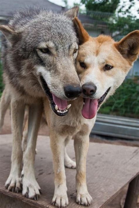 Wolf and dingo | Wolf hybrid, Carolina dog, Animals