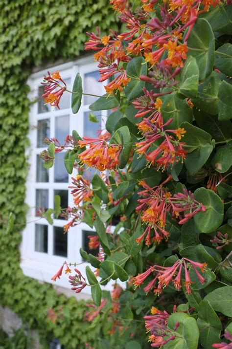 Honeysuckle Vine. Excellent vine cover for fences, trellises and arbors ...