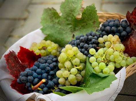 Can Dogs Eat Grapes? My Dog Ate a Grape or Raisin: What Should I Do?