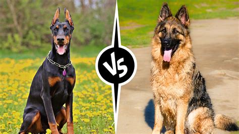 Doberman Vs German Shepherd - Which Is Better For You?