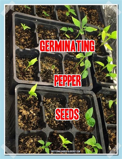 The Eternal Garden: Germinating Pepper Seeds Indoors