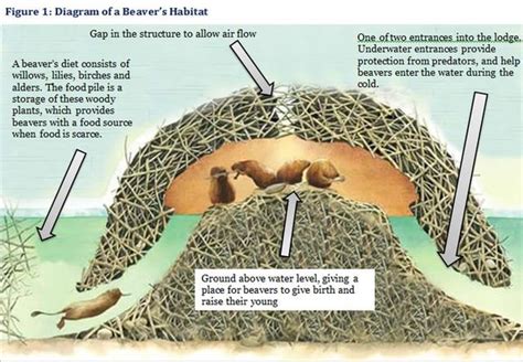 Beaver dam diagram : r/Environmentalist