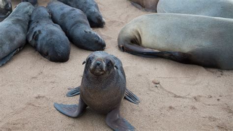 Thousands of seals found dead at breeding colony in Namibia | Wildlife News | Al Jazeera