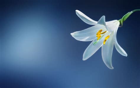 White Lily Flower · Stock, Lilium HD wallpaper | Pxfuel