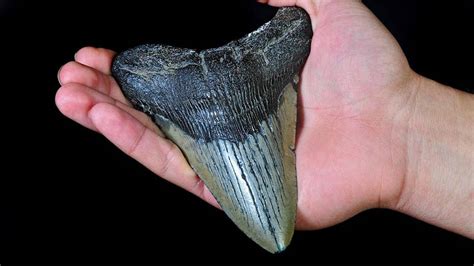 North Carolina girl finds megalodon shark tooth buried on beach: 'Is this a dream?' | Fox News