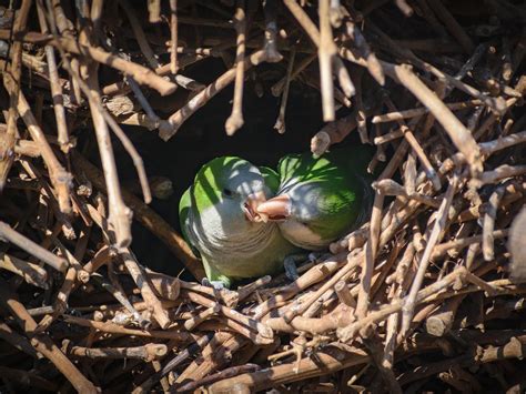 Monk Parakeet Nesting (Behavior, Eggs + Location) | Birdfact