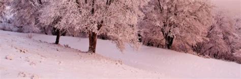 Winter and snow | Flower header, Cover photos, Twitter header