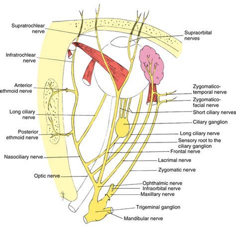 Cranial Nerve Innervation of Ocular Structures | Basicmedical Key