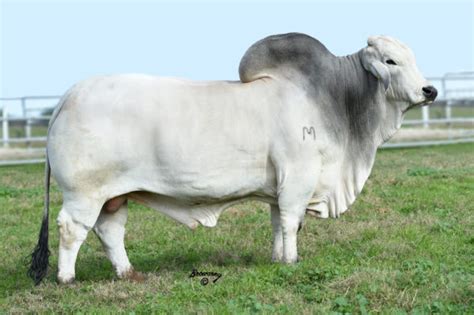 Gray Brahman Show Cattle For Sale, No Extra Charge for Great Personality