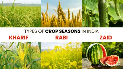 Crop Seasons - Types of Crop Season in India