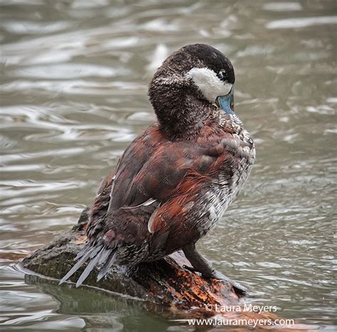 Ruddy Duck Preening - Laura Meyers Photograpy