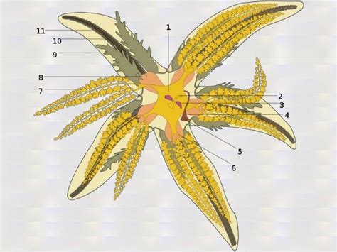 Deuterostome Lab