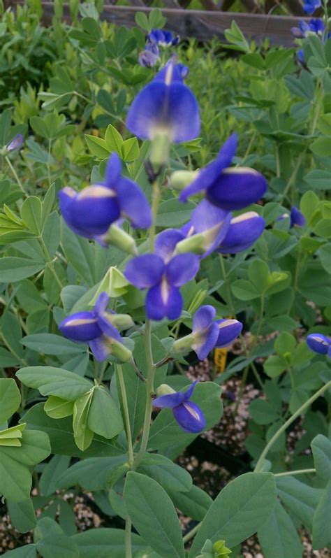 Baptisia australis - Morning Sky Greenery