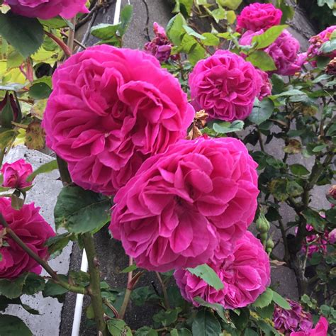 Rosa Centifolia Flower Oil | Best Flower Site