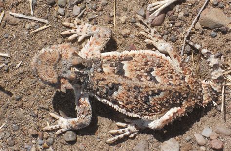 Free photo: Horned Toad, Camouflage, Lizard - Free Image on Pixabay - 654372