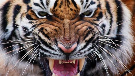 Tiger Eyes Iv wallpaper | animals | Wallpaper Better