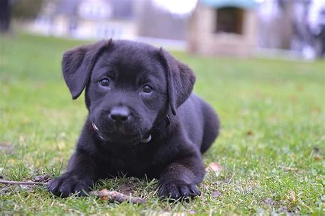 labrador, puppy, black lab, retriever, purebred, dog, breed, canine, lab | Pikist