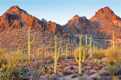 Tucson Mountain Park - Tucson AZ | AAA.com