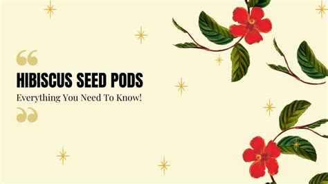 Hibiscus Seed Pods – Guide For Newbie Gardeners