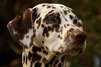 Dalmatian dog - Wikipedia
