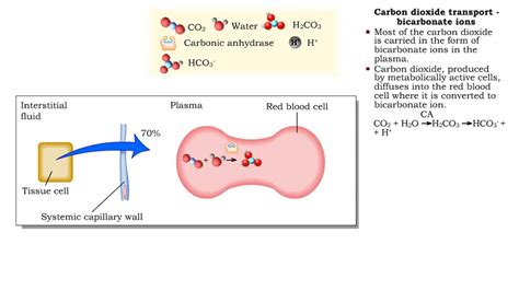 Methods of carbon dioxide transport - carbaminohemoglobin and bicarbonate ions - YouTube