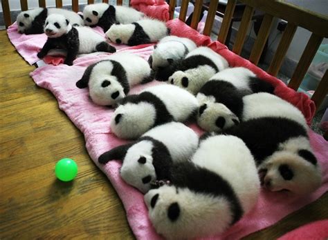 The Cutest Panda Picture You'll See All Day - Neatorama